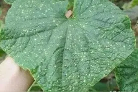 黄瓜叶片上的斑点是一种病害，分有2种形式，该怎么防治？图片