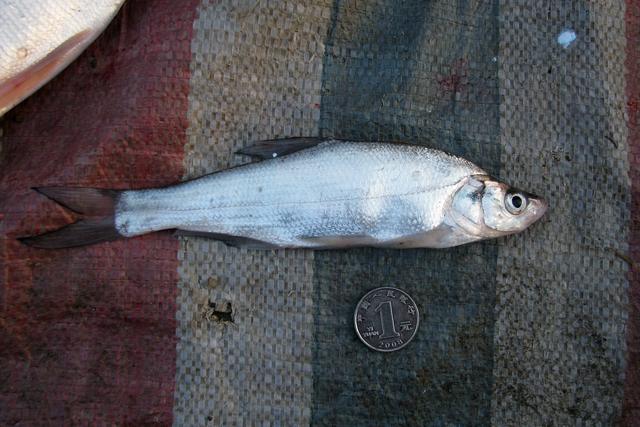 榛戦緳姹熼奔绫讳箣鈥滀笁鍗佷簩鏉傞奔鈥濆浘璋? onerror=