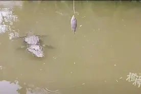 南京一动物园推出钓鳄鱼项目引发热议，扬子鳄的战斗力真跟一只大鹅差不多？图片