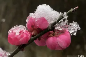 诗不可说丨梅花自清雅，雅名添高格图片