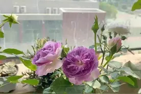 鸡蛋壳养花的好处，简单处理一下，养出来的花“独一无二”图片