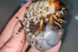 青城山发现两只阳彩臂金龟成虫，还有只巨型幼虫，可它们不是家庭图片