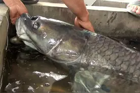 螺蛳外壳坚硬，为何青鱼能吃螺蛳如嗑瓜子？图片