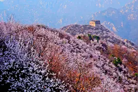 春归长城 山花烂漫图片