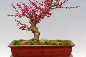 梅花盆景分享图片