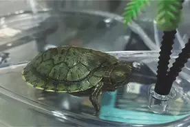 养乌龟一般养几只比较好图片