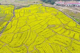 拍卖会1：为让哥哥开心，加代给上官林加电话图片