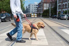破除导盲犬的“通行障碍”，还需要做什么图片