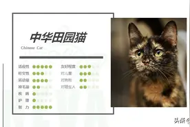 中华田园猫丨玳瑁猫图片