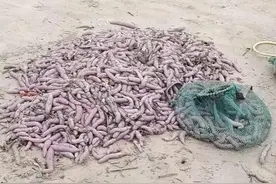 烟台海边涌现大量海肠，海肠被称为“海中的冬虫夏草”是天然味精图片