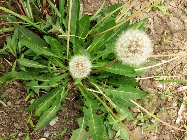 农村常见的12种植物,很多人对它不重视,是很好的药食同源的植物
