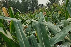 玉米去掉头力气大如牛，真实试验却减产，究竟是什么原因图片