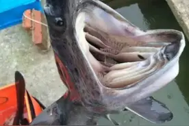 南阳白河出现鸭嘴鱼，郑州钓友钓获十多条，好心人:放生图片