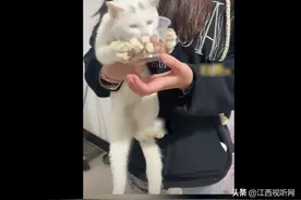 猫咪抢过主人手中食盆双爪捧碗吃 主人：收养的流浪猫图片