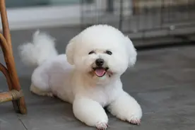 比熊犬好养吗？看看它的优缺点，就知道答案了图片