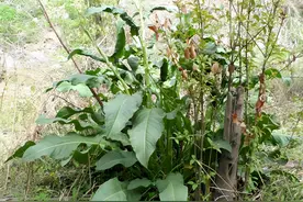 村里就有1种“通便草”，被老人当宝，有人专门种植它，不可小视图片