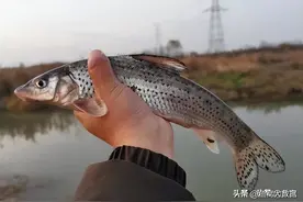 浑河沈阳段有170多公里，为什么只有南阳湖大桥河段虫虫鱼最多？图片
