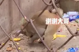 游客给猴子投喂土豆 猴子接过土豆疯狂感谢 网友:被这只礼貌的猴子整懵了图片