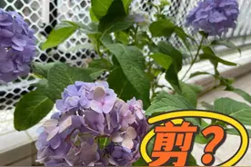 惊！都八月份了，你的绣球还没修剪？快动手，当心明年绣球不开花图片