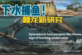 古生物学家发布棘龙潜水的又一证据图片