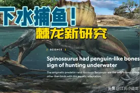 古生物学家发布棘龙潜水的又一证据图片