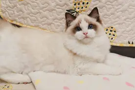 养宠攻略之猫界小仙女——布偶猫图片