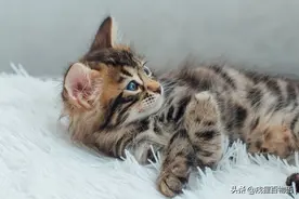 会让猫咪“嗨起来”的猫薄荷真有这么神奇？图片
