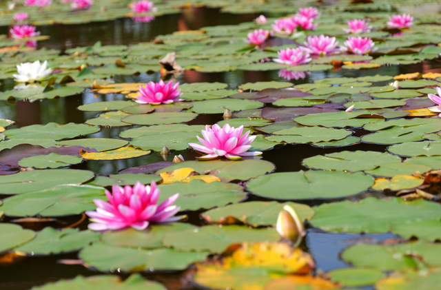 四川省民生研究会新媒体中心-官网