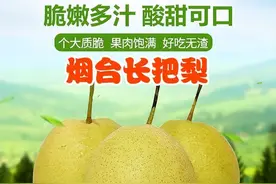 醋莪儿是什么东西？你见过吗？椰果又是怎么来的？图片