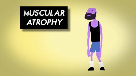 肌肉是如何生长的？