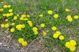 感恩我的老校长！您的话语是我职场的护身符图片