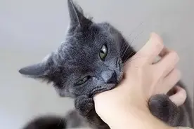 揍猫之后，该如何修复感情呢？图片