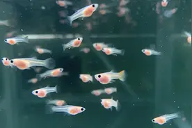 孔雀鱼系列：幼鱼的饲养(上)图片