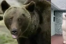 俄罗斯的熊，全世界最没尊严的宠物图片