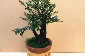 盆栽小叶紫檀怎么养长得好，注意以下事项，枝繁叶茂散发清香图片