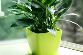 5种“转运花”，好养又好看，家里摆一盆，全家都吉利图片