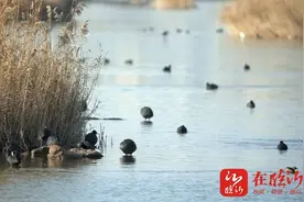 来自西伯利亚的“客人” 红嘴鸥来临沂过冬 你“鸥”遇了吗?图片