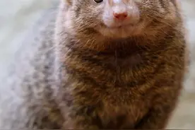 蛇獴能打败眼镜蛇，不慎被毒蛇咬伤也没事？抗毒原理能否用于人类图片