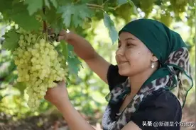 吐鲁番火焰山下，没有一颗不争气的葡萄图片