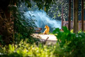 老人说：“家养4动物，人越过越富”，哪4种动物，有道理吗？图片