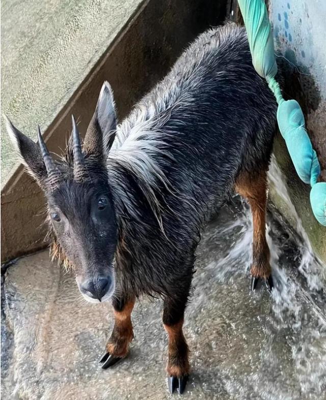 青海西宁出现"山驴子",头上有角脖子长鬃毛,古时被人奉为神兽