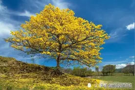 农村种植有“双重价值”的树，不仅利润高，还不愁卖，就是长得慢图片