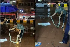柬埔寨金边雨后惊现3米长蟒蛇图片