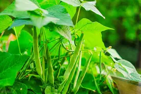 种芸豆，有5个误区不要踩，牢记五个“不是”，种芸豆不走弯路图片