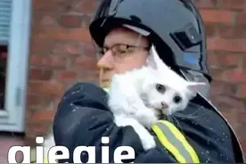 世界上只有两种猫，俄罗斯的猫，和其他猫图片