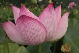 《道德经》：你若精彩，天自安排图片