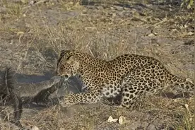 花豹捕杀蜜獾幼崽，轻松拿下刚要开餐，就被赶来的蜜獾妈给收拾了图片