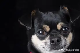 为啥吉娃娃牙齿都掉没了？下面只剩两颗牙太难看了图片