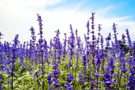 十二生肖专属对应花，寓意不同，哪种是你的幸运花？图片