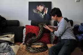 云南小伙白拓：头枕蟒蛇睡觉，与25条蛇同居17年，至今没被蛇咬图片